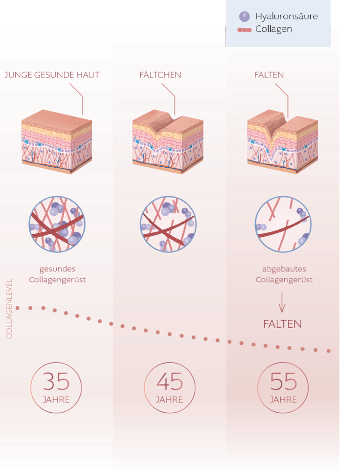 collagen system 2